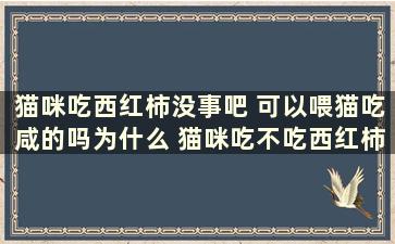 猫咪吃西红柿没事吧 可以喂猫吃咸的吗为什么 猫咪吃不吃西红柿